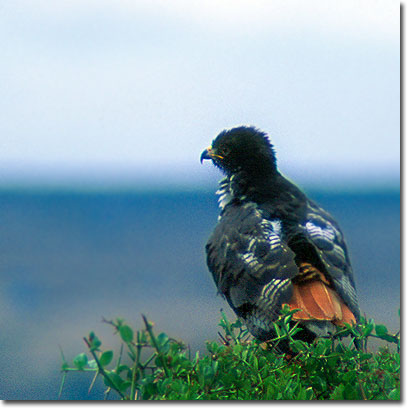 Augur buzzard in Nairobi National Park. Javier Yanes/Kenyalogy.com