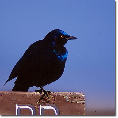 Greater blue-eared starling in Lake Nakuru National Park. Javier Yanes/Kenyalogy.com