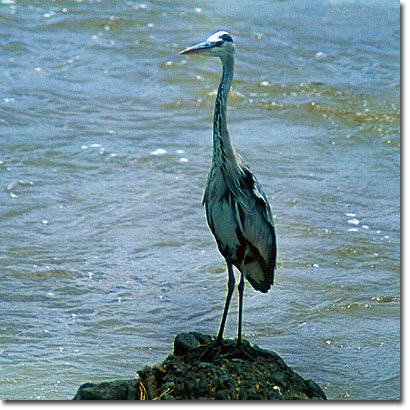 Grey heron in Masai Mara National Reserve. Javier Yanes/Kenyalogy.com