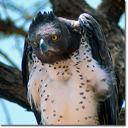 Martial eagle in Samburu National Reserve. Javier Yanes/Kenyalogy.com