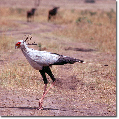 Secretary bird in Masai Mara National Reserve. Javier Yanes/Kenyalogy.com