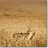 Serval