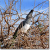 Turaco ventriblanco