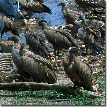 Buitres dorsiblancos africanos consumiendo cadáveres de ñus en el río Mara, Reserva Nacional de Masai Mara. Javier Yanes/Kenyalogy.com